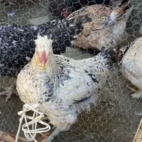 خروس محلی|حیوانات مزرعه|مشهد, ویلاشهر|دیوار