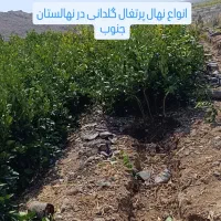فروش انواع نهال مرکبات به صورت تضمینی