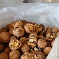 گردو کاغذی مغز پر و سفید|خوردنی و آشامیدنی|سجاس رود, |دیوار