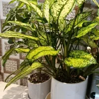 تعدادی گل اپارتمانی