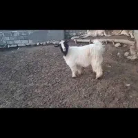 یک عدد بز خوب|حیوانات مزرعه|پیرانشهر, |دیوار