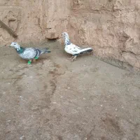 یک جفت سار نروماده