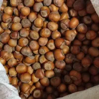 فندوق تازه وارگانیک