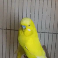 مرغ عشق انگلیسی باجوجه