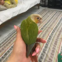 طوطی