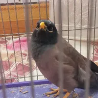 ***********|پرنده|خمینی‌شهر, |دیوار