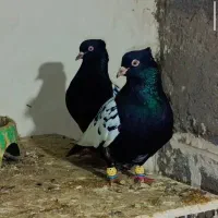 سینه سیاه کله رنگه