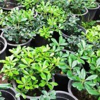 پیتسپروم،فوتونیا،یاس هلندی،لاوسون|گل و گیاه طبیعی|کلاچای, |دیوار