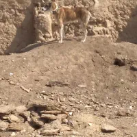 سگ گله|سگ|رضویه, |دیوار