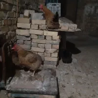 پنج تا مرغ رسمی تخم کن