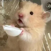 خوکچه هندی نروماده همسترموجود(هدیه ولنتاین)