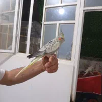 پرنده عروس هلندی گرینجک|پرنده|شیراز, کرونی(خاتونک)|دیوار