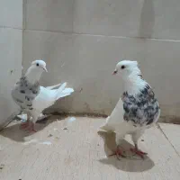پرنده قفسی جفت گاه