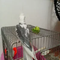 عروس هلندی البینو|پرنده|رشت, حمیدیان|دیوار