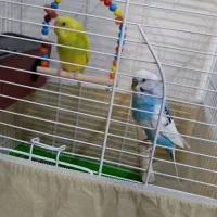 جفت مرغ عشق