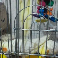 عروس هلندی دستی و رام|پرنده|تهران, والفجر (افسریه)|دیوار