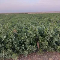 نهال پسته