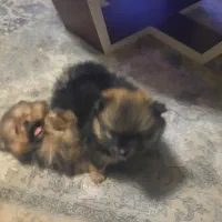 توله پامرانین