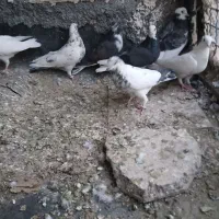 کبوتر تهرانی
