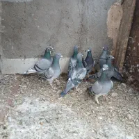 کبوتر|پرنده|یزد, |دیوار