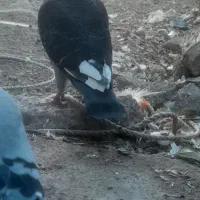 دوبر صید شوده