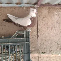 کفتر|پرنده|سردرود, |دیوار