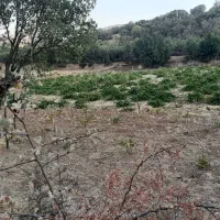 باغ انگور|فروش دفتر صنعتی، کشاورزی، تجاری|خاو و میرآباد, |دیوار