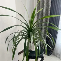 گیاه پاندانوس