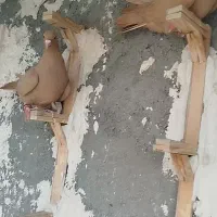 زرد کرمونی کاکلی