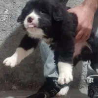 توله سگ قدرجونی|سگ|رفسنجان, |دیوار