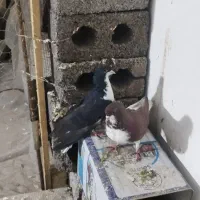 کبوتر خوشرنگ|پرنده|فولادشهر, سایت صنعتی کاوه|دیوار