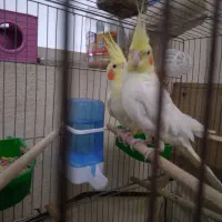 عروس هلندی ۱. ساله شرط تخم جوجه فروش فوری