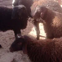 قوچ همو زیگوت دارای ژن چند قلوزایی|حیوانات مزرعه|جلگه رخ, |دیوار