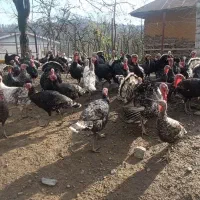 فروش ویژه بوقلمون نر و ماده|حیوانات مزرعه|رضوانشهر, |دیوار