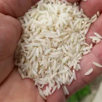 برنج هاشمی درجه یک با پخت عالی تازه بدون شکست|خوردنی و آشامیدنی|رشت, لاکان|دیوار