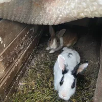 خرگوش|موش و خرگوش|کلاچای, |دیوار