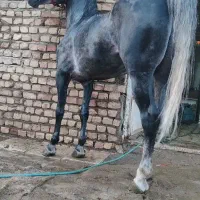 ارشام کره از سیروان لارتی