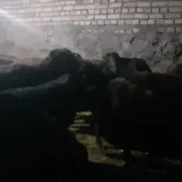 گوسفند  آبستن
