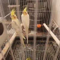 عروس هلندی معاوضه با گرینچیک|پرنده|رضویه, |دیوار