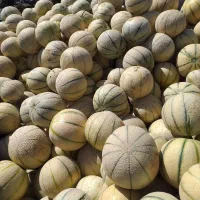 طالبی