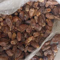 کنگه برای دام