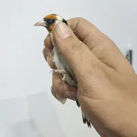 سهره تعداد|پرنده|تهران, مینای شمالی (مخبر)|دیوار