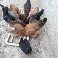 مرغ محلی|حیوانات مزرعه|اهرم, |دیوار