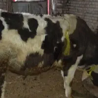 گاو نر|حیوانات مزرعه|باروق, |دیوار