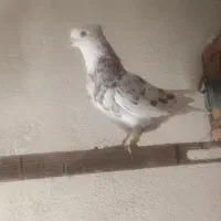 پرنده