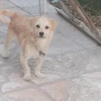 واگذاری سگ|سگ|بم, |دیوار