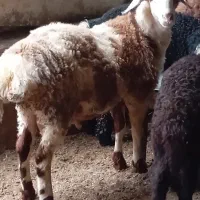 بره نرضلع چاق