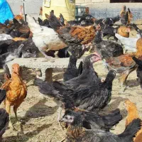 فروش مرغ گلپایگانی ۷۰روزهو بوقلمون ۲ماهه