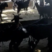 کهره نر و ماده ۴۰ عدد|حیوانات مزرعه|شیراز, گل سرخ|دیوار