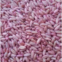 بذز گندم بوجاری شده آماده کاشت ۲۴ هزار